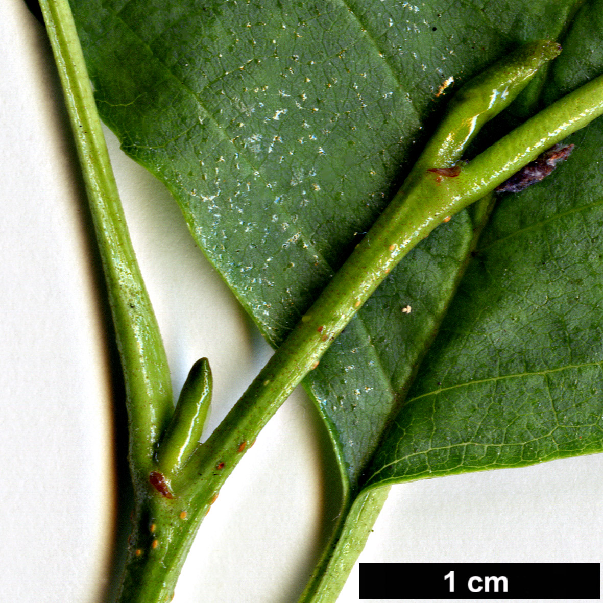 High resolution image: Family: Betulaceae - Genus: Alnus - Taxon: glutinosa - SpeciesSub: subsp. betuloides